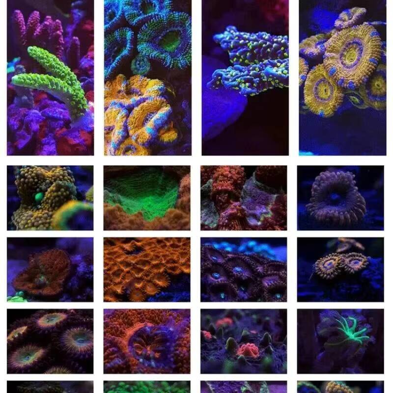 37 มม. 52 มม. 6 ชิ้นใน 1 ชุด/ส - Photography Mobile Lighting บทวิจารณ์และราคา
